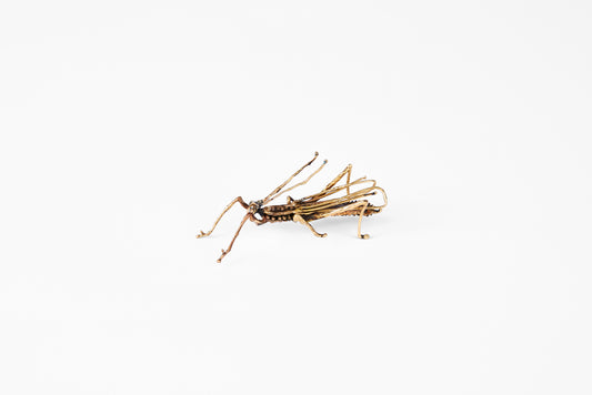 name=lisa eisner grasshopper