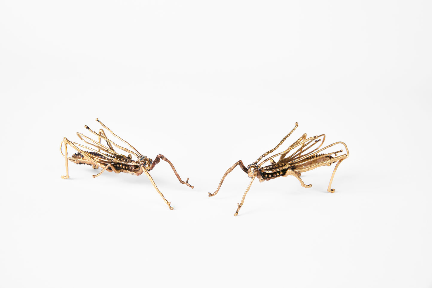 name=lisa eisner grasshopper