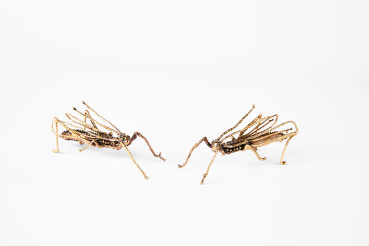 name=lisa eisner grasshopper
