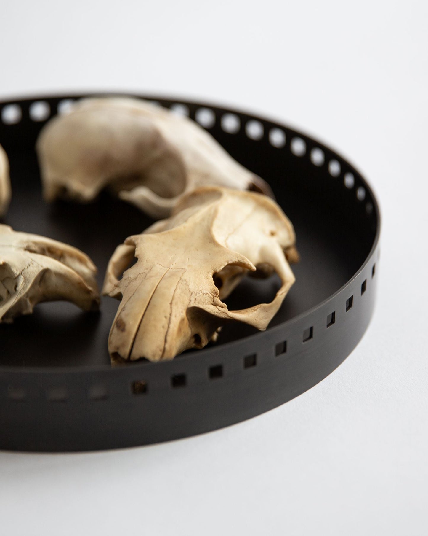 Remains for Commune Josef Tray